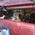 White rusty unrestored Studebaker Daytona convertible USA (12).jpg